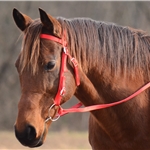 WESTERN BRIDLE made from NYLON