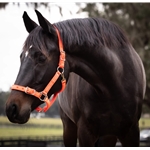 Buckle Nose Safety HALTER & LEAD made from NYLON