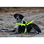 Dog Roading Harness made from beta biothane