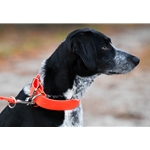 HUNT DOG COLLAR made from BETA BIOTHANE (Solid Colored)