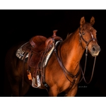 ****BETTER THAN  LEATHER ****2-in-1 Bitless Bridle made from BETA BIOTHANE