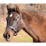 COLORED THREAD Buckle Nose Safety HALTER & LEAD made from BETA BIOTHANE