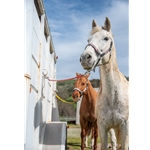 TRAILER TIES made from Beta Biothane