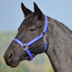 HALTER & LEAD made from BETA BIOTHANE (Solid Colored)