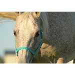 betabiothanecolors BETA BIOTHANE Turnout Halter