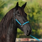 betabiothanecolors BETA BIOTHANE with OVERLAY Turnout Halter