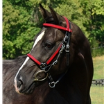 Traditional HALTER BRIDLE with BIT HANGERS made from BETA BIOTHANE (ANY 2 COLOR COMBO)