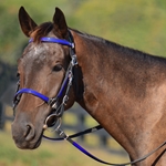 blue BETA BIOTHANE with OVERLAY Halter Bridle with Bit Hangers