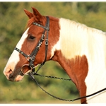 black BLING Halter Bridle with Bit Hangers