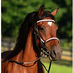 lightblue(teal/sky) BETA BIOTHANE with OVERLAY Quick Change Halter Bridle with Snap on Browband