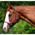 pink (hot/neon)  BETA BIOTHANE with OVERLAY Quick Change Halter Bridle with Snap on Browband