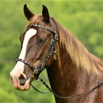 Quick Change HALTER BRIDLE with Snap On Browband made from BETA BIOTHANE (with Jewels Bling Rhinestones)