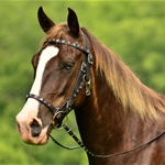 black BLING Quick Change Halter Bridle with Snap on Browband