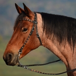 blackbase BLING Beta Biothane Western Bridle with Full Browband