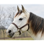 STABLE HALTER & LEAD made from LEATHER