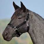 BLACK HALTER & LEAD made from BETA BIOTHANE (Solid Colored)