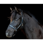 TURNOUT HALTER made from BETA BIOTHANE (with Silver Spots/Studs)