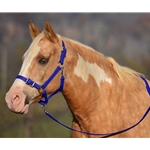 DARK BLUE Buckle Nose Halter & Lead Beta Biothane