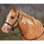 HUNTER GREEN Buckle Nose Halter & Lead Beta Biothane