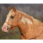 ORANGE Buckle Nose Halter & Lead Beta Biothane