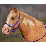 PURPLE Buckle Nose Halter & Lead Beta Biothane