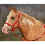 RED Buckle Nose Halter & Lead Beta Biothane