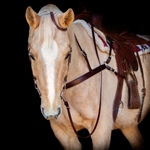Western Bridle One or Two ear Split ear Browband Made From Beta Biothane - Two Horse Tack