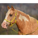 YELLOW Buckle Nose Halter & Lead Beta Biothane