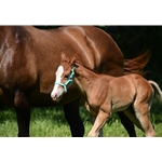 Any Color Regular FOAL/MINI HALTER made from BETA BIOTHANE (Solid Colored)