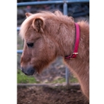 Get Neck Collar for Horse Made from Beta Biothane at Two Horse Tack