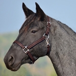 BROWN HALTER & LEAD made from BETA BIOTHANE (Solid Colored)