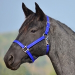 DARK BLUE HALTER & LEAD made from BETA BIOTHANE (Solid Colored)
