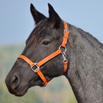 ORANGE HALTER & LEAD made from BETA BIOTHANE (Solid Colored)