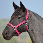 PINK HALTER & LEAD made from BETA BIOTHANE (Solid Colored)
