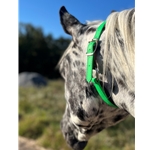 Shop Turnout Neck Collar with Leather Breakaway from Two Horse Tack