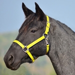 YELLOW HALTER & LEAD made from BETA BIOTHANE (Solid Colored)