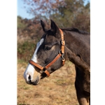 Padded Halter made from BETA BIOTHANE with Black NEOPRENE Padding