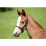 Any Color Regular FOAL/MINI HALTER made from BETA BIOTHANE (Solid Colored)