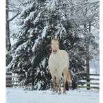 Two Horse Tack Gift Card