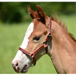 Any Color FIGURE 8 Style FOAL HALTER made from BETA BIOTHANE (Solid Colored)