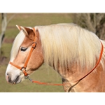 ORANGE GROOMING HALTER & LEAD made from BETA BIOTHANE