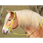 YELLOW GROOMING HALTER & LEAD made from BETA BIOTHANE