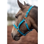 Win a halter - Two Horse Tack