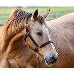 Turnout HALTER & LEAD made from LEATHER