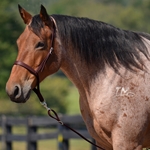 BROWN Western NOSEBAND & TIE DOWN made from BETA BIOTHANE