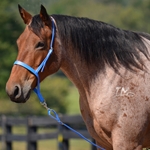 LIGHT BLUE Western NOSEBAND & TIE DOWN made from BETA BIOTHANE