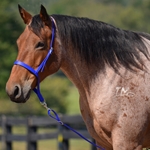 DARK BLUE Western NOSEBAND & TIE DOWN made from BETA BIOTHANE