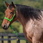LIME GREEN Western NOSEBAND & TIE DOWN made from BETA BIOTHANE