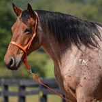 ORANGE Western NOSEBAND & TIE DOWN made from BETA BIOTHANE