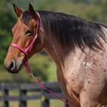 PINK Western NOSEBAND & TIE DOWN made from BETA BIOTHANE